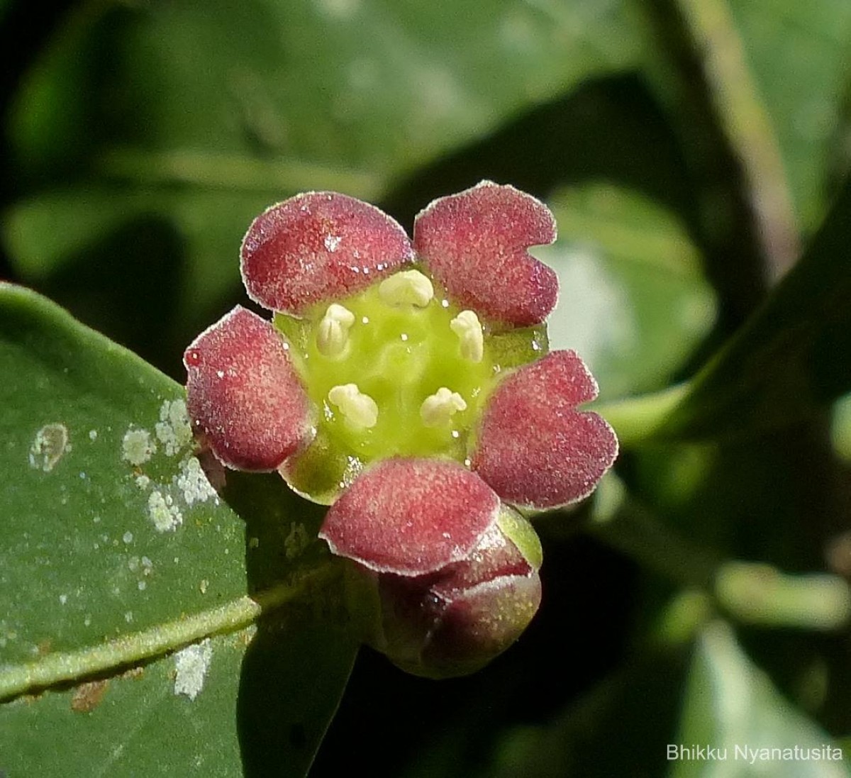 Euonymus walkeri Wight